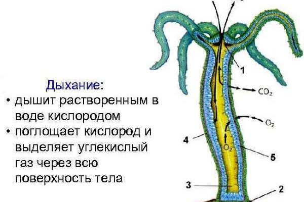 Кракен 15at