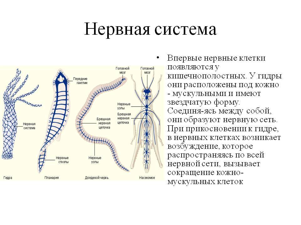 Кракен даркнет маркет ссылка тор